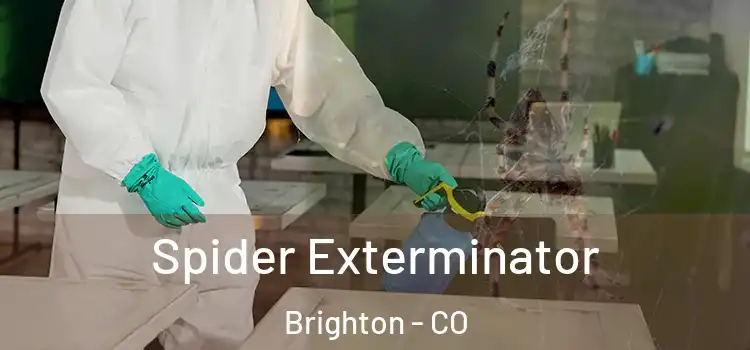 Spider Exterminator Brighton - CO