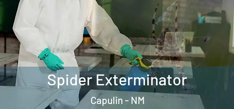 Spider Exterminator Capulin - NM