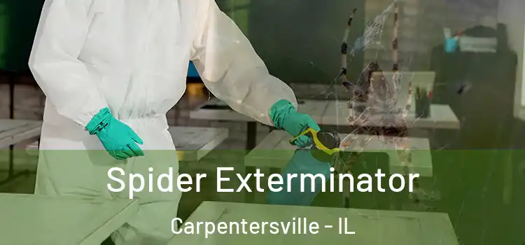  Spider Exterminator Carpentersville - IL
