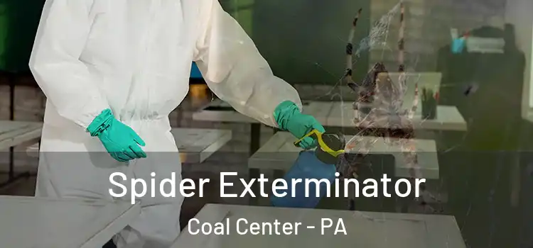  Spider Exterminator Coal Center - PA