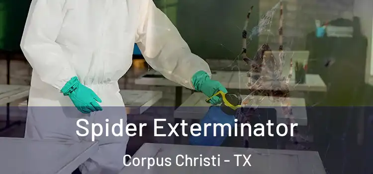 Spider Exterminator Corpus Christi - TX