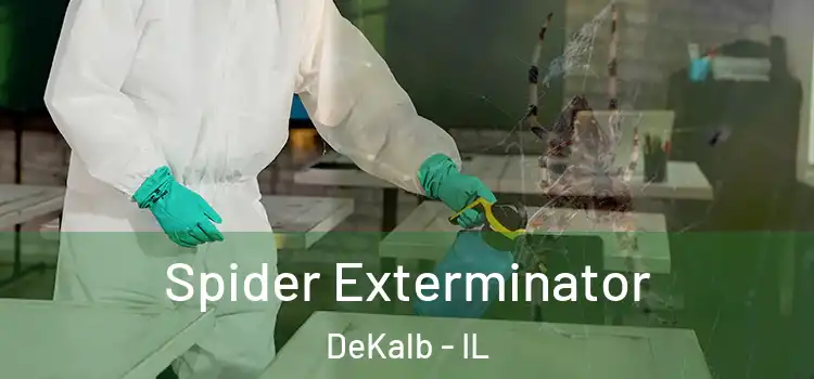  Spider Exterminator DeKalb - IL