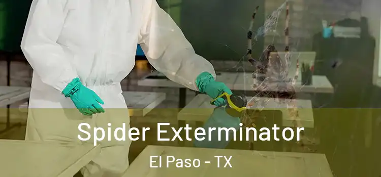  Spider Exterminator El Paso - TX