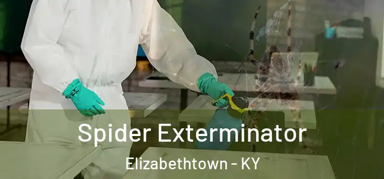  Spider Exterminator Elizabethtown - KY