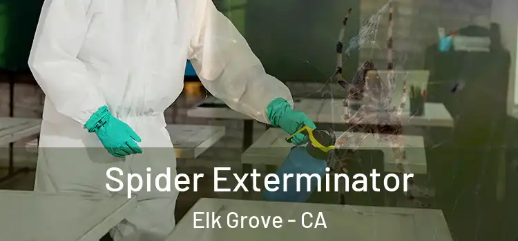  Spider Exterminator Elk Grove - CA