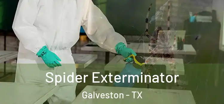  Spider Exterminator Galveston - TX