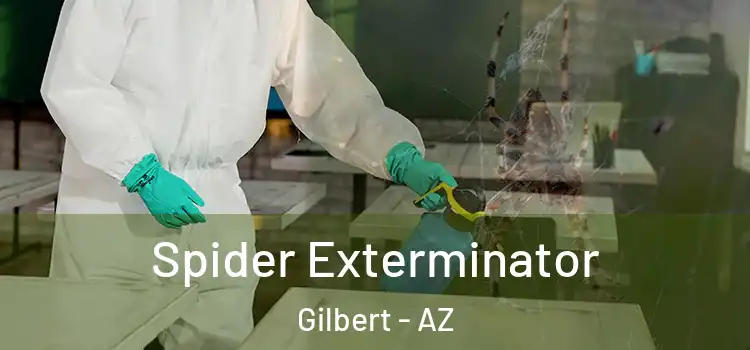 Spider Exterminator Gilbert - AZ