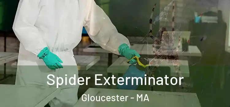  Spider Exterminator Gloucester - MA