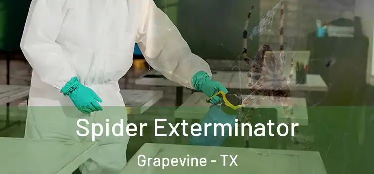  Spider Exterminator Grapevine - TX