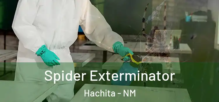 Spider Exterminator Hachita - NM