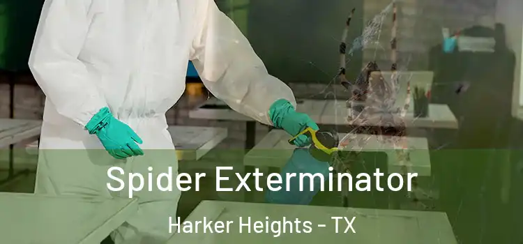  Spider Exterminator Harker Heights - TX