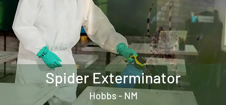 Spider Exterminator Hobbs - NM