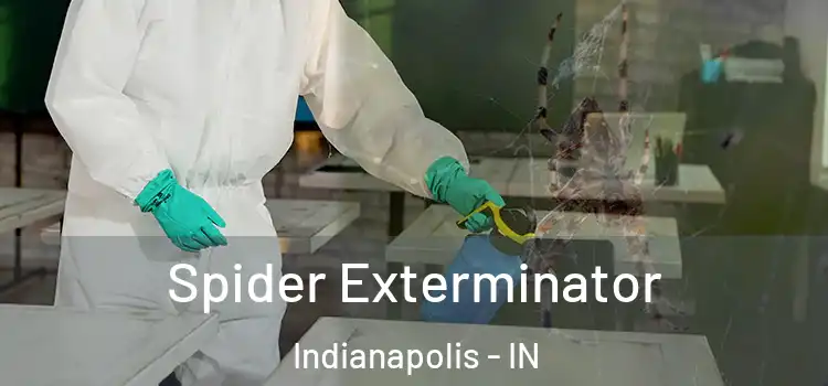  Spider Exterminator Indianapolis - IN