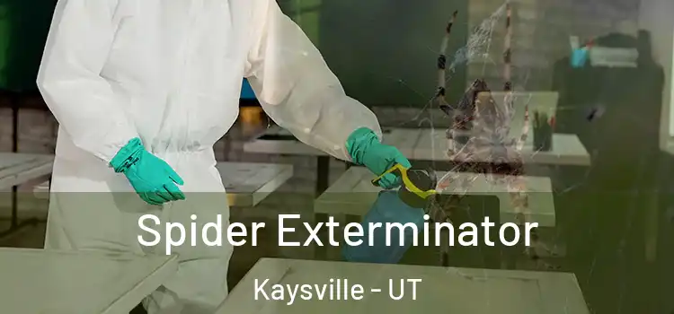  Spider Exterminator Kaysville - UT