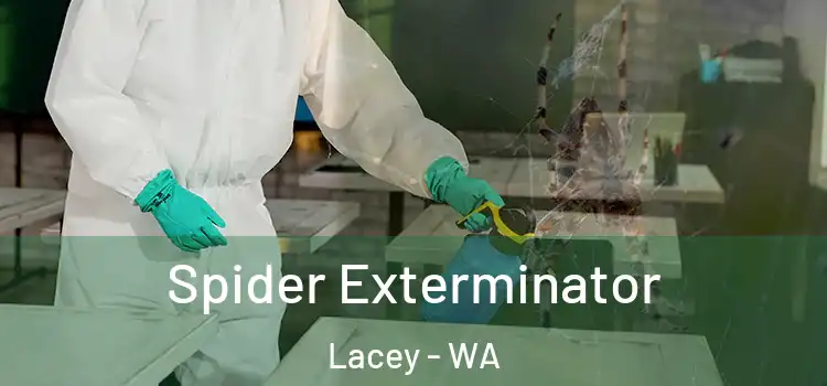 Spider Exterminator Lacey - WA