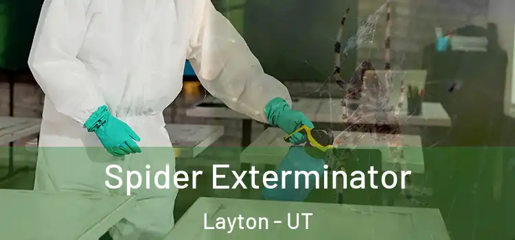  Spider Exterminator Layton - UT