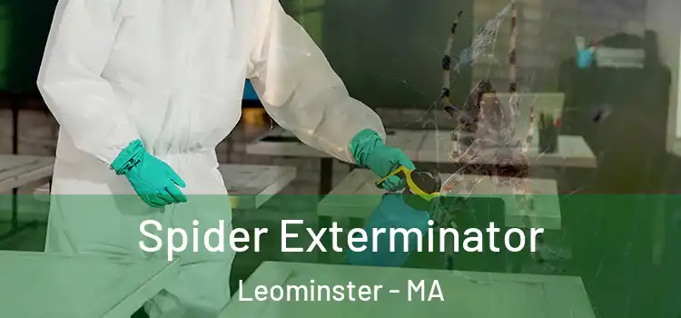  Spider Exterminator Leominster - MA