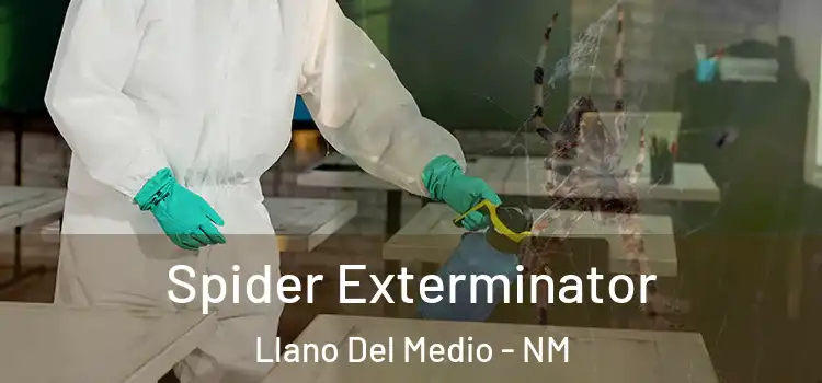  Spider Exterminator Llano Del Medio - NM