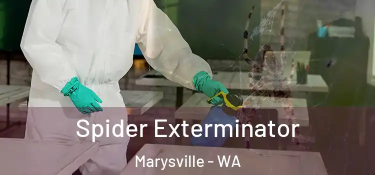 Spider Exterminator Marysville - WA