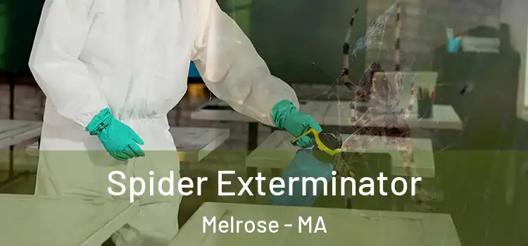  Spider Exterminator Melrose - MA