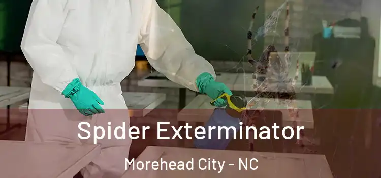  Spider Exterminator Morehead City - NC