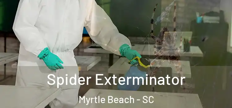  Spider Exterminator Myrtle Beach - SC