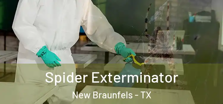 Spider Exterminator New Braunfels - TX