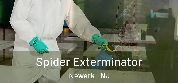 Spider Exterminator Newark - NJ