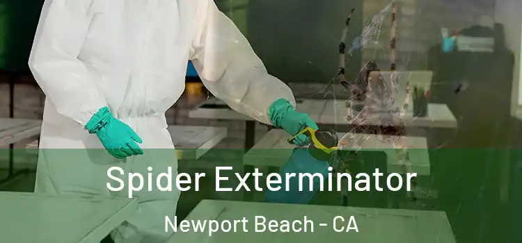  Spider Exterminator Newport Beach - CA