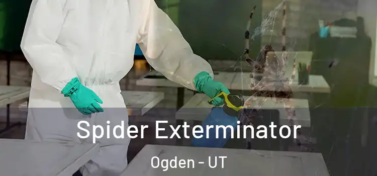  Spider Exterminator Ogden - UT