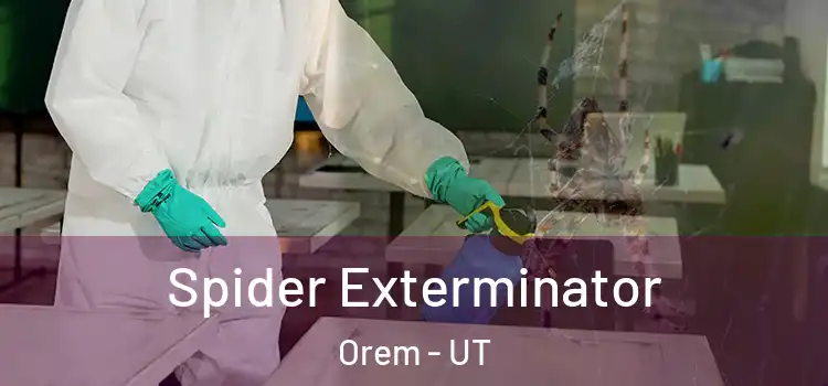  Spider Exterminator Orem - UT