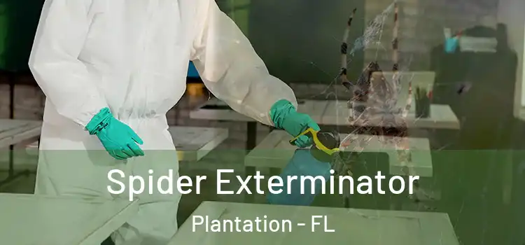 Spider Exterminator Plantation - FL
