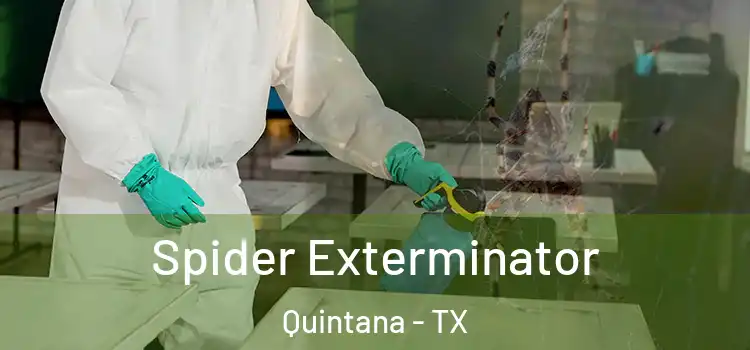  Spider Exterminator Quintana - TX