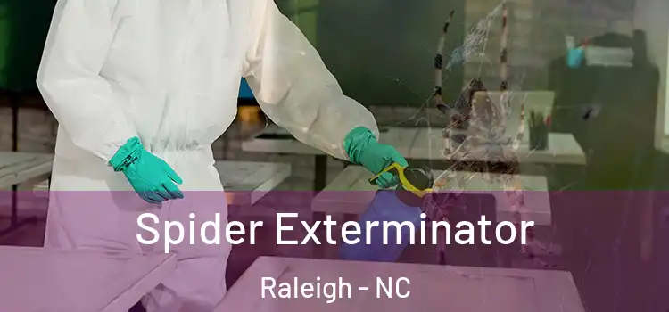 Spider Exterminator Raleigh - NC