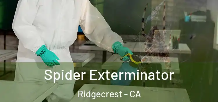  Spider Exterminator Ridgecrest - CA