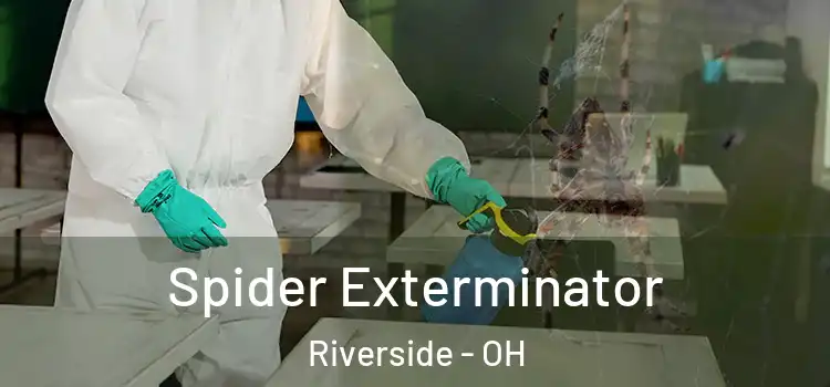  Spider Exterminator Riverside - OH