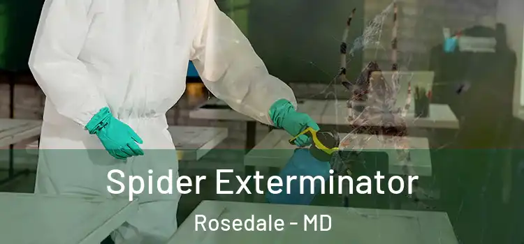 Spider Exterminator Rosedale - MD