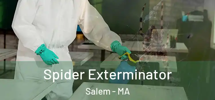  Spider Exterminator Salem - MA