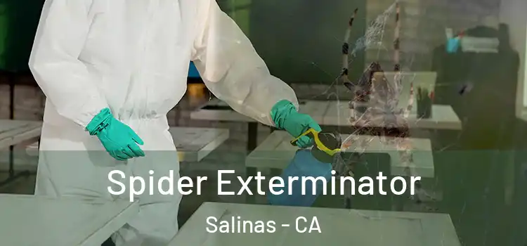  Spider Exterminator Salinas - CA