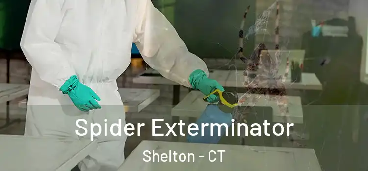  Spider Exterminator Shelton - CT