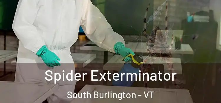  Spider Exterminator South Burlington - VT