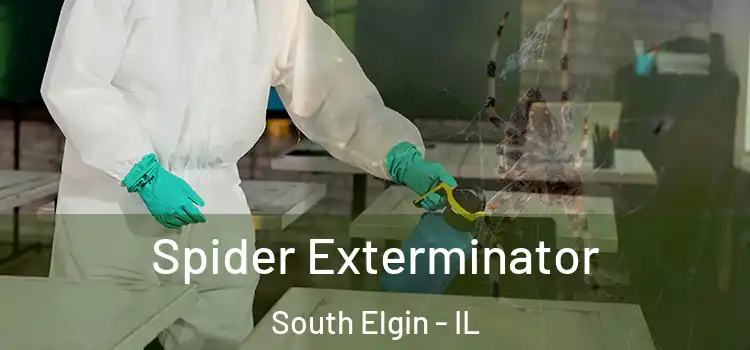  Spider Exterminator South Elgin - IL
