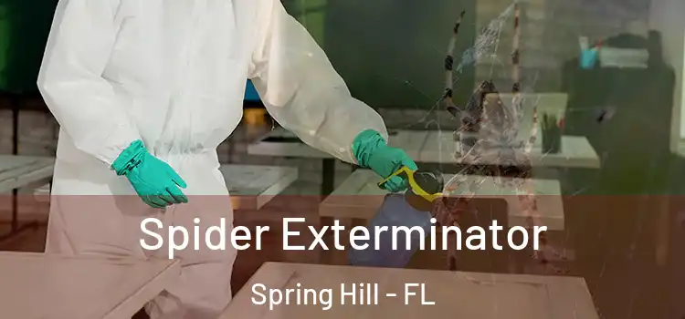 Spider Exterminator Spring Hill - FL