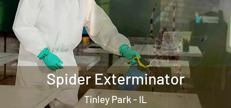  Spider Exterminator Tinley Park - IL
