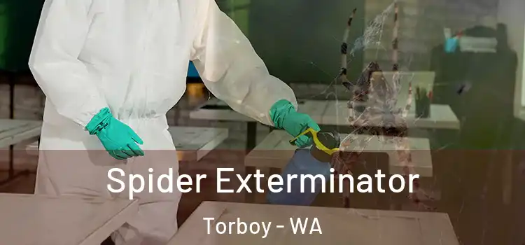  Spider Exterminator Torboy - WA