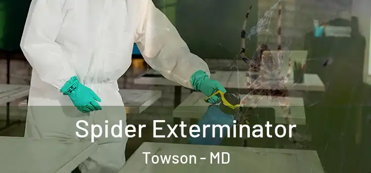 Spider Exterminator Towson - MD