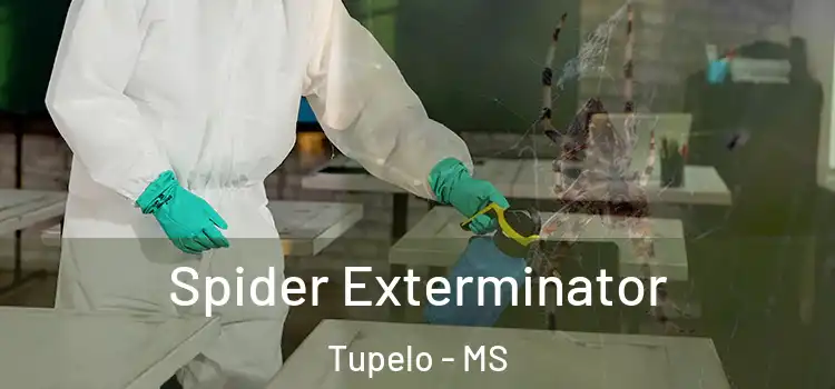  Spider Exterminator Tupelo - MS