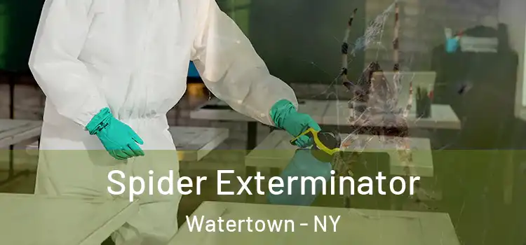  Spider Exterminator Watertown - NY
