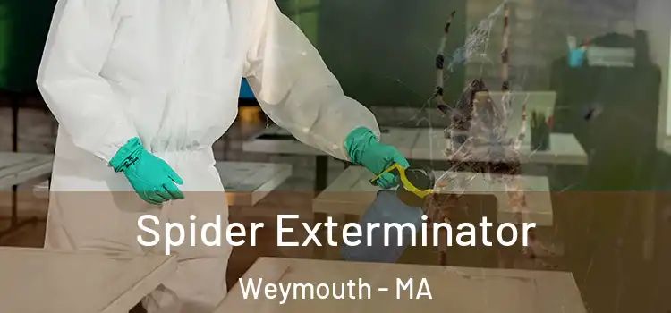  Spider Exterminator Weymouth - MA