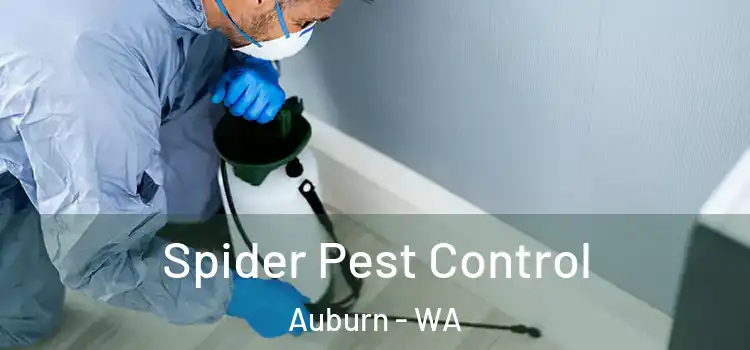 Spider Pest Control Auburn - WA